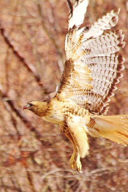 Hawk